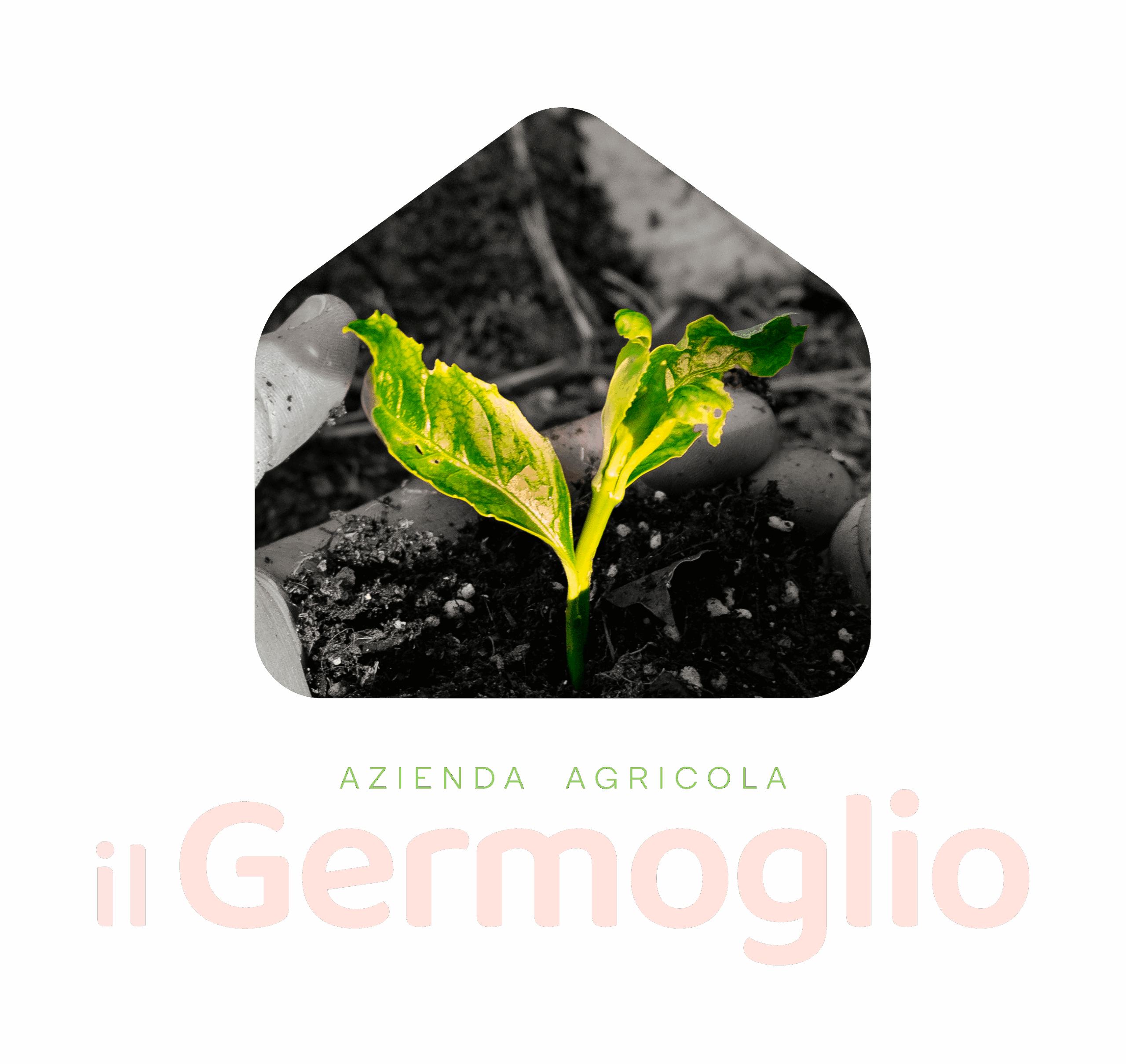 Il Germoglio project